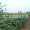 苗圃提供 供應(yīng)欒樹 風(fēng)景樹欒樹 欒樹苗