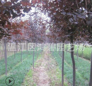 苗圃供應(yīng) 紅葉李 喬木紅葉李 紅葉李批發(fā) 基地批發(fā)