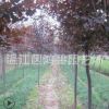 苗圃供應(yīng) 紅葉李 喬木紅葉李 紅葉李批發(fā) 基地批發(fā)