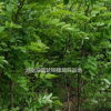 河南刺槐價格便宜量大 民權有專業的刺槐基地批發價格便宜 刺槐