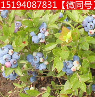 奧尼爾 藍莓樹苗 盆栽水果庭院陽臺栽植南方北方當年結(jié)果 藍莓苗