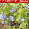 奧尼爾 藍莓樹苗 盆栽水果庭院陽臺栽植南方北方當年結(jié)果 藍莓苗