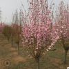 【基地直銷】紅葉碧桃樹苗批發園林景觀綠化樹紅葉碧桃價格合理