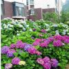 【基地供應】地被綠植盆栽八仙繡球花 別名繡球花 變色花八仙繡球