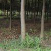 【基地直銷】紅櫸樹 紅櫸 規格齊全 耐寒耐旱櫸樹 綠化櫸樹批發