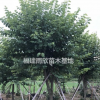 供應(yīng)宮粉紫荊