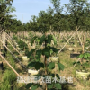 紫花風(fēng)鈴木