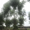 供應漳州藍花楹