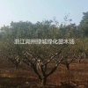 浙江供應(yīng)紅梅 紅梅價(jià)格 紅梅基地直銷(xiāo)規(guī)格齊全