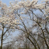 浙江[產(chǎn)品]/浙江玉蘭 玉蘭價(jià)格 玉蘭農(nóng)戶直銷(xiāo)價(jià)格/報(bào)價(jià)