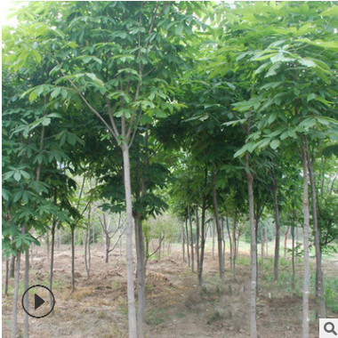 優質七葉樹樹苗 風景工程綠化苗木 行道風景樹 樹形優美飽滿