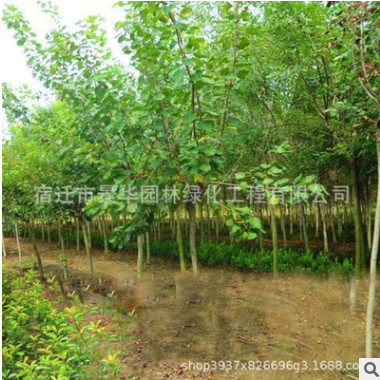 烏桕樹苗批發工程道路綠化苗木紅葉烏桕樹苗 規格齊全根系發達