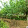 烏桕樹苗批發工程道路綠化苗木紅葉烏桕樹苗 規格齊全根系發達