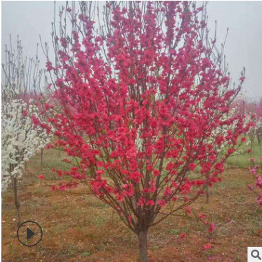 綠化苗木基地大量現貨供應 優質紅葉碧桃小苗 紫葉碧桃樹苗規格全