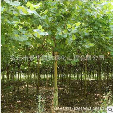 法桐樹苗批發園林工程綠化苗木街道風景樹速生法國梧桐樹