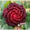 基地直銷批發(fā)茶花苗 精品茶花 金碧輝煌 黑色茶花 15-20CM 壯苗