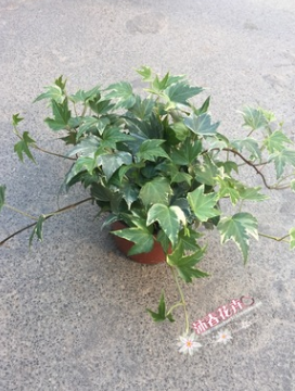 基地批發銀邊/花葉常春藤 盆栽花卉 凈化空氣植物 草本花卉常春藤