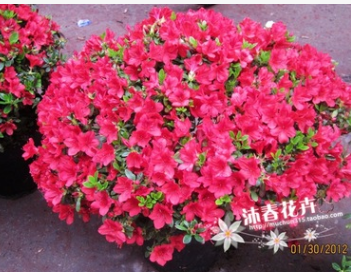 批發直銷比利時西洋杜鵑花 盆景鐵紅杜鵑花 杜鵑苗45-50冠幅26杯
