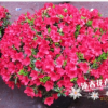 批發(fā)直銷比利時(shí)西洋杜鵑花 盆景鐵紅杜鵑花 杜鵑苗45-50冠幅26杯