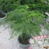 自產(chǎn)自銷 批發(fā)盆栽花卉文竹 辦公室植物 文竹小苗 黃金竹 羅尾竹