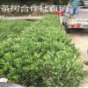 浙農139 浙農113 浙農117茶苗