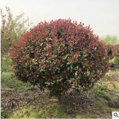 紅葉石楠 紅羅賓 綠籬 灌木 球類花壇綠化工程 基地直銷