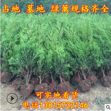 直銷蜀檜球 蜀檜 檜柏 塔柏 占地檜柏 1-4米品種規格齊全