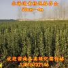 批發北海道黃楊 工程綠化行道樹 規格品種全