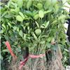 基地直銷冬青球 四季常青籬笆植物大葉黃楊球冬青小床規格齊全價