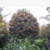 桂花樹 規(guī)格種類齊全