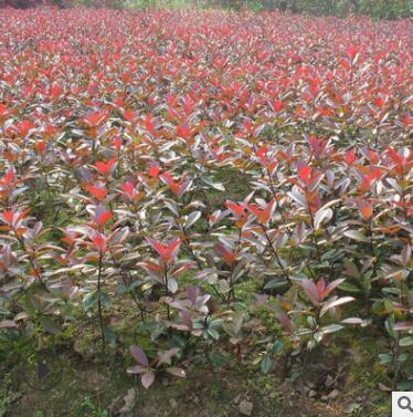 廠家批發(fā)紅葉石楠小苗 高桿紅葉石楠 紅葉石楠籬笆苗