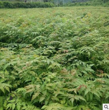 產(chǎn)地直銷行道樹欒樹苗木 庭院觀賞欒樹 高桿欒樹苗木