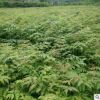 產(chǎn)地直銷行道樹欒樹苗木 庭院觀賞欒樹 高桿欒樹苗木