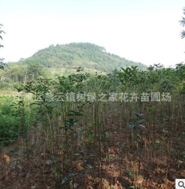 產(chǎn)地直銷丹桂嫁接桂花苗 八月桂花樹苗 四季金桂花苗