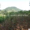 產(chǎn)地直銷丹桂嫁接桂花苗 八月桂花樹苗 四季金桂花苗