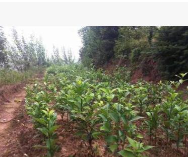 重慶女貞樹苗專業(yè)供應廠家直銷