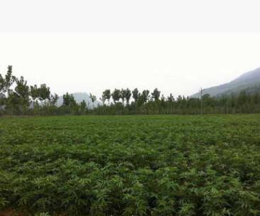 專業(yè)供應花椒苗，規(guī)格齊全