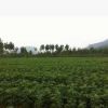 專業(yè)供應花椒苗，規(guī)格齊全