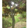 紅楓行情報價\紅楓圖片展示