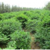 供應茶梅色塊苗、茶梅球
