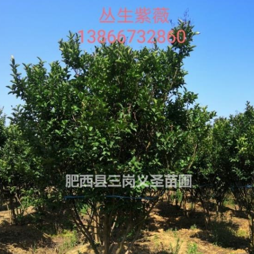 安徽供應(yīng)叢生紫薇，單桿紫薇