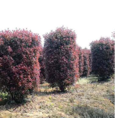 紅葉石楠柱批發園林精品盆景灌木花卉綠化苗木高桿
