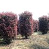 紅葉石楠柱批發園林精品盆景灌木花卉綠化苗木高桿
