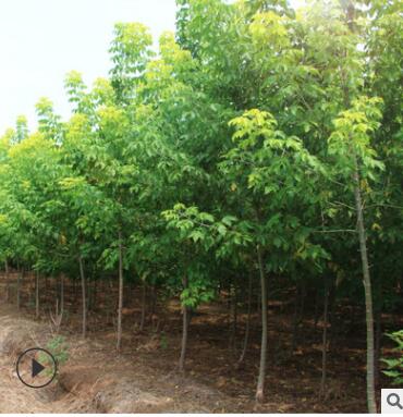 復葉槭樹苗綠化苗木四季常青行道點綴庭院觀賞量大從優樹苗