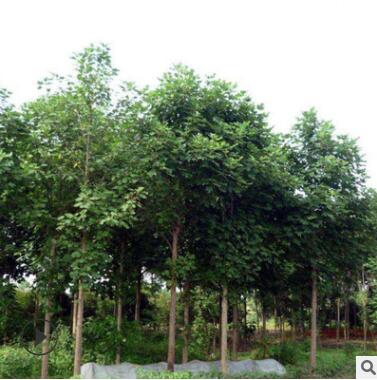 馬褂木樹苗工程綠化苗木速生鵝掌楸 園林精品盆栽