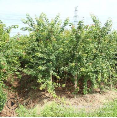 批發五角楓苗觀賞植物行道風景叢生五角楓苗工程綠化苗木量大從優