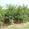 批發五角楓苗觀賞植物行道風景叢生五角楓苗工程綠化苗木量大從優