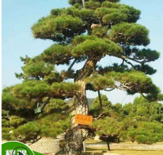 基地批發(fā)日本黑松 園林綠化喬木 造型黑松 規(guī)格齊全 歡迎咨詢