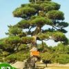 基地批發日本黑松 園林綠化喬木 造型黑松 規格齊全 歡迎咨詢