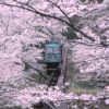 日本櫻花